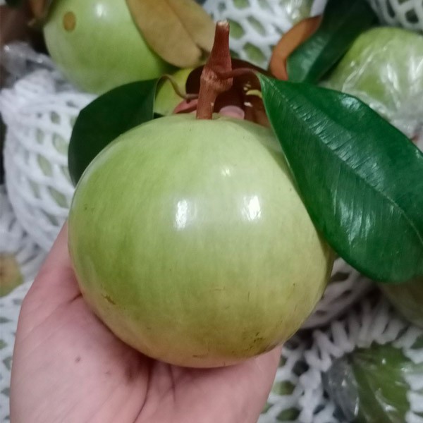 NGUYỄN QUỐC KHÁNH